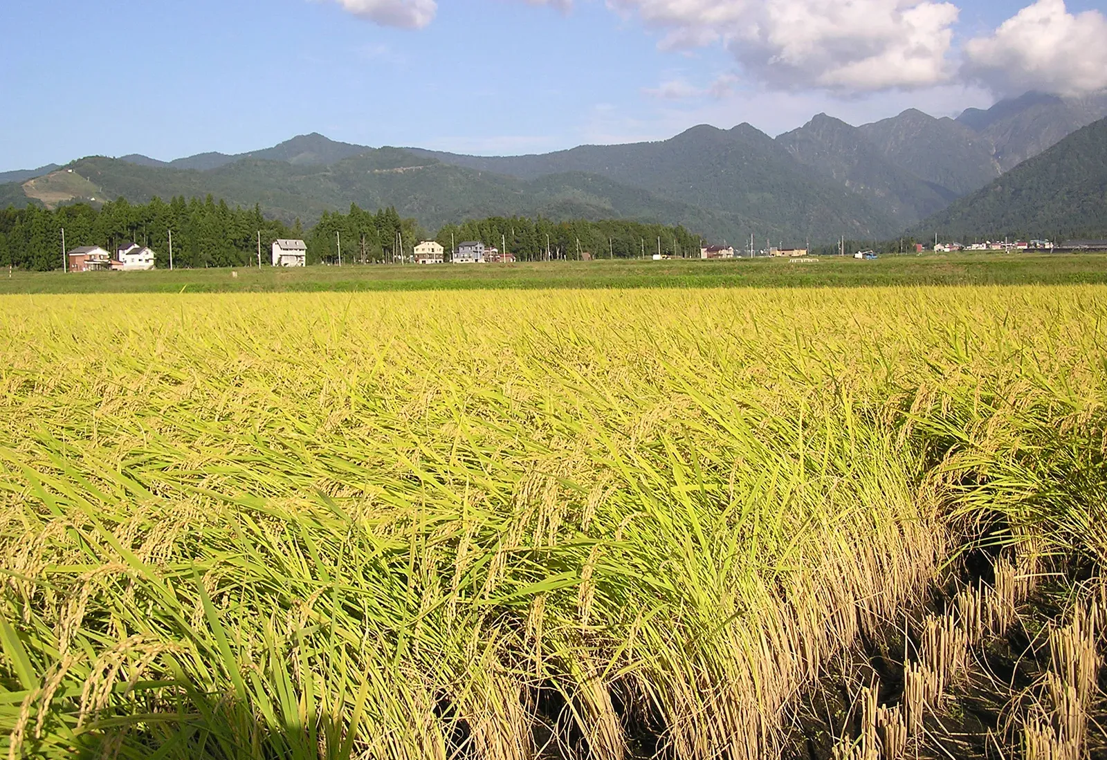 Rice & Paddy